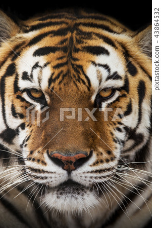 Close up of a Siberian tiger (Panthera tigris altaica). Close up of a Siberian tiger (Panthera tigris altaica). 43864532