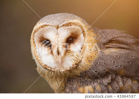 A beautiful barn owl, close-up. A beautiful barn owl, close-up. 43864587