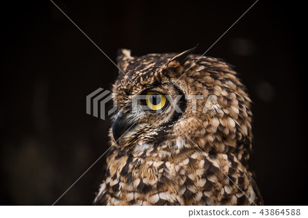 Portrait of eagle owl with dark background. Portrait of eagle owl with dark background. 43864588