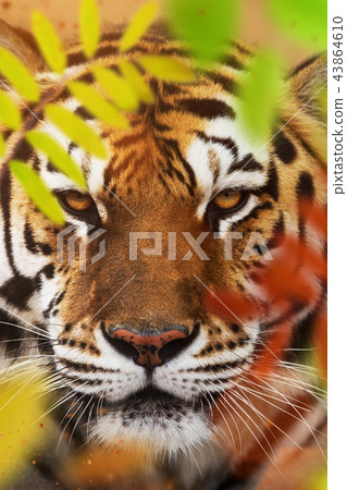 Close up of a Siberian tiger (Panthera tigris altaica). 43864610