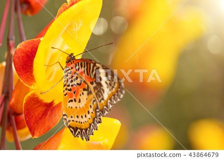 Monarch butterfly (Danaus plexippus) on thunbergia mysorensis. Monarch butterfly (Danaus plexippus) on thunbergia mysorensis. 43864679
