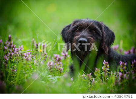Black dog Amy posing in spring meadow. Black dog Amy posing in spring meadow. 43864791
