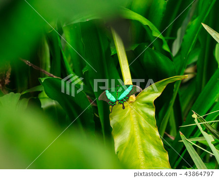 Emerald swallowtail butterfly on leaf. 43864797
