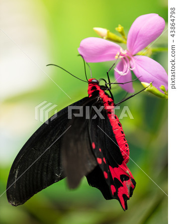 Beautiful butterfly Antrophaneura semperi in tropical forest sitting on blossom. Beautiful butterfly Antrophaneura semperi in tropical forest sitting on blossom. 43864798