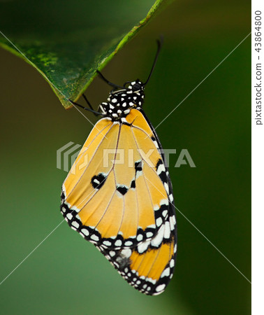 Beautiful Plain Tiger butterfly (Danaus chrysippus) perching on flower. Beautiful Plain Tiger butterfly (Danaus chrysippus) perching on flower. 43864800