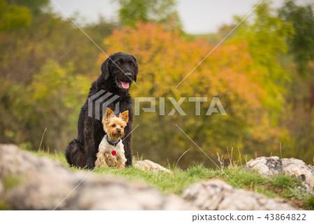 Two dogs posing together. 43864822