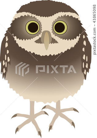 Anaholy owl 43865098