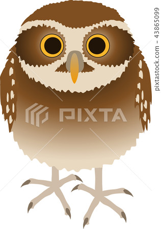 Anaholy貓頭鷹 Anaholy貓頭鷹 43865099