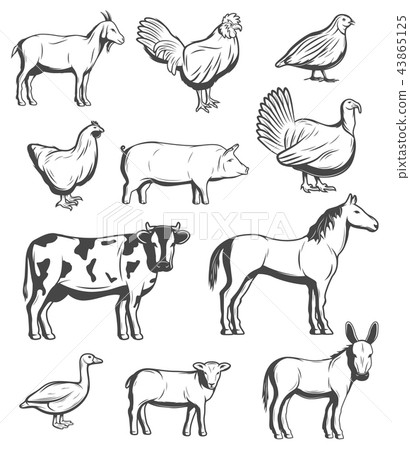 Cattle farm animals and birds Cattle farm animals and birds 43865125