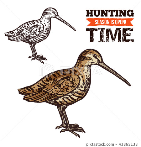 Vector isolated woodcock bird sketch 43865138