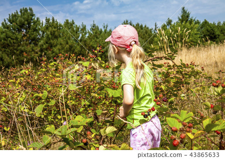Little girl picking fresh wild raspberries in field in Denmark - Europe 43865633