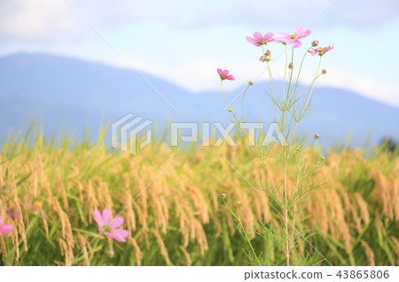 Autumn rice field and cosmos Autumn rice field and cosmos 43865806