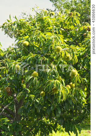 Autumn taste Chestnuts that grow on trees Autumn taste Chestnuts that grow on trees 43866630