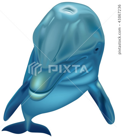 Bottlenose Dolphin Bottlenose Dolphin 43867236