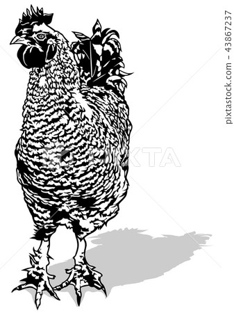 Cock Rooster Cock Rooster 43867237