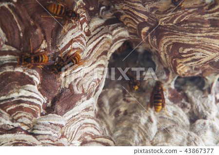 Wasp of the hornet 43867377