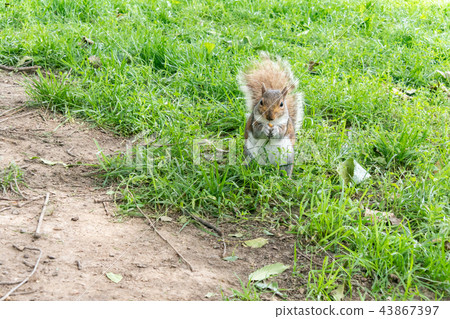 Wild squirrel Wild squirrel 43867397