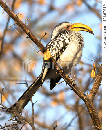Southern yellow-billed hornbill Southern yellow-billed hornbill 43867619