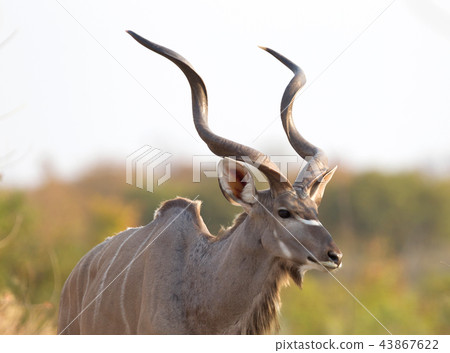 Greater Kudu in Namibia 43867622