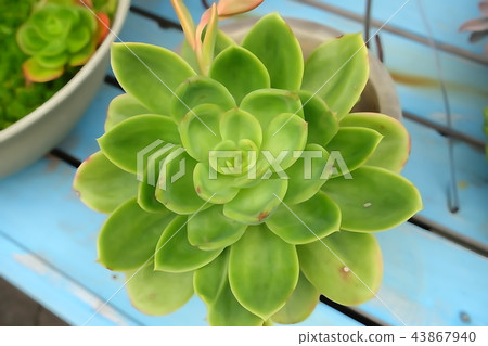 Illustration succulent green above 43867940