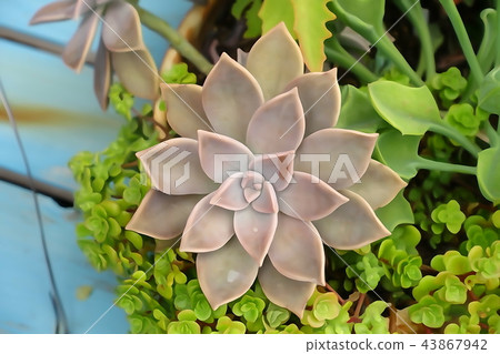 Illustration Succulent plant small 43867942