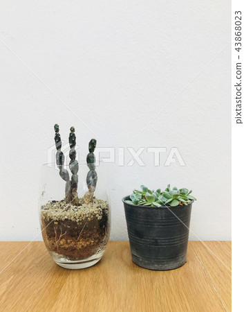 Cactus on wood texture background Cactus on wood texture background 43868023