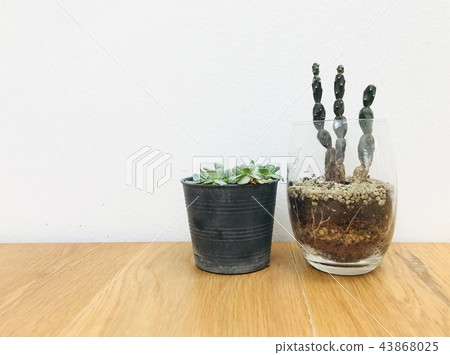 Cactus on wood texture background Cactus on wood texture background 43868025