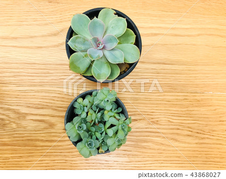 Cactus on wood texture background 43868027