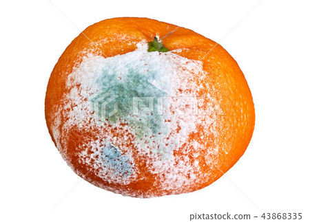 rotten and moldy orange 43868335