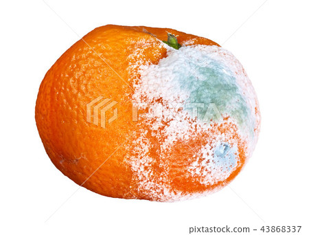 rotten and moldy orange 43868337