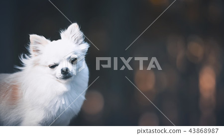 Chihuahua winking 43868987