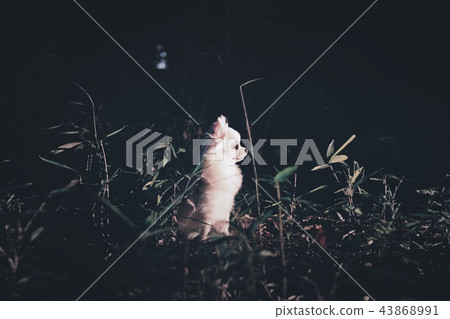 Spotlight and Chihuahua Spotlight and Chihuahua 43868991