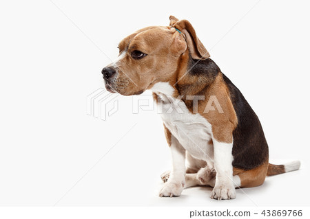 Front view of cute beagle dog sitting, isolated on a white background Front view of cute beagle dog sitting, isolated on a white background 43869766