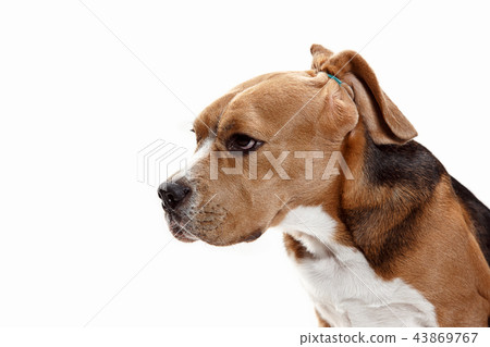 Front view of cute beagle dog sitting, isolated on a white background Front view of cute beagle dog sitting, isolated on a white background 43869767