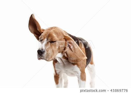 Front view of cute beagle dog sitting, isolated on a white background Front view of cute beagle dog sitting, isolated on a white background 43869776
