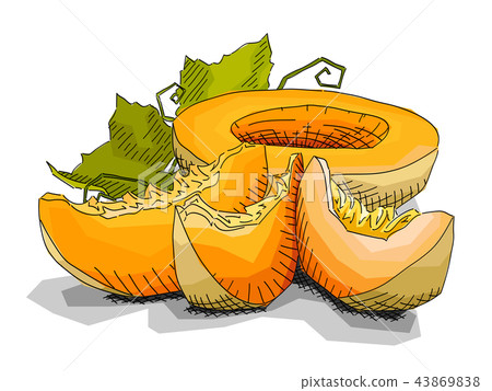 Vector illustration of drawing fruit melons. 43869838