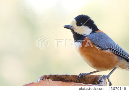 Wild boar bird close up bright background 43870146