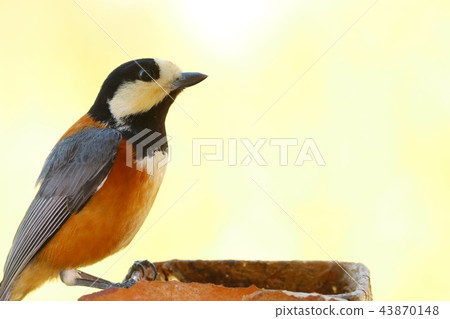 Wild boar bird close up bright background Wild boar bird close up bright background 43870148