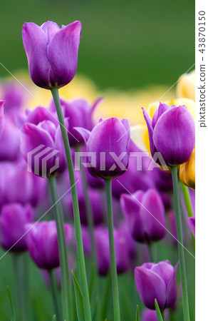 The purple tulips. The purple tulips. 43870150