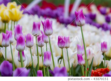 lawn of colorful tulips lawn of colorful tulips 43870151