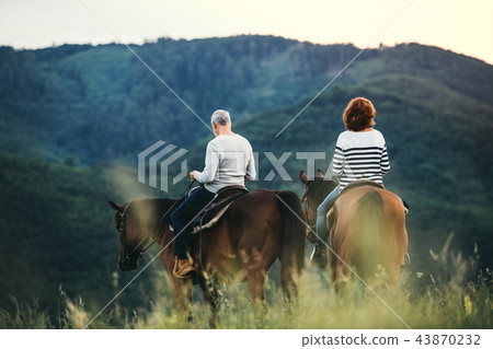 A rear view of senior couple riding horses in nature. A rear view of senior couple riding horses in nature. 43870232