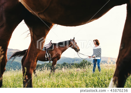 A senior woman holding a horse by his lead on a pasture. A senior woman holding a horse by his lead on a pasture. 43870236