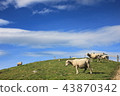 Beautiful NZ 43870342