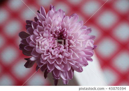 菊花 43870394