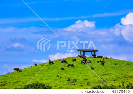 Village Azuma cattle grazing of fresh green ranch [Atsuzuma Town, Unzen City, Nagasaki Prefecture] 43870430
