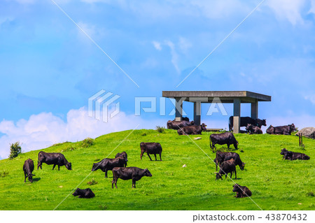 Village Azuma cattle grazing of fresh green ranch [Atsuzuma Town, Unzen City, Nagasaki Prefecture] 43870432