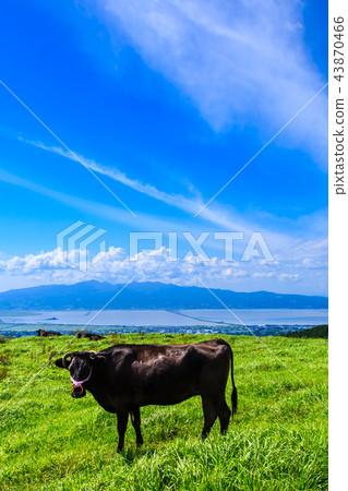 村莊Azuma牛放牧新鮮的綠色牧場[長崎縣雲仙市Atsuzuma鎮] 43870466