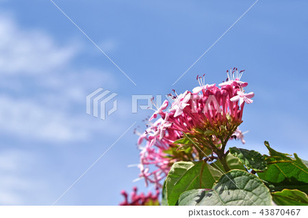 Butakagi（牡丹氣味樹） 43870467