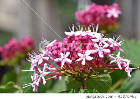 Butakagi（牡丹氣味樹） 43870468