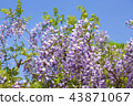  Wisteria flowers 43871067